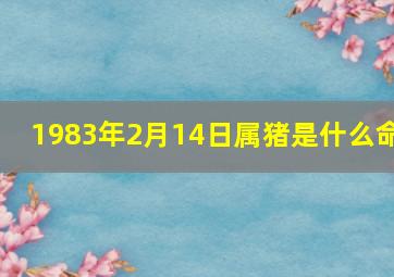 1983年2月14日属猪是什么命