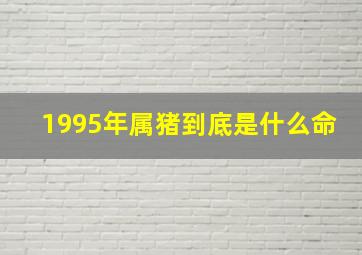 1995年属猪到底是什么命