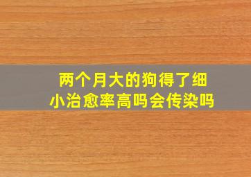 两个月大的狗得了细小治愈率高吗会传染吗