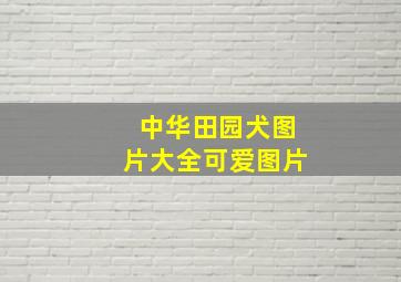 中华田园犬图片大全可爱图片