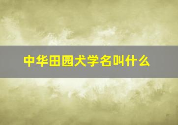 中华田园犬学名叫什么