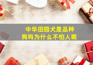 中华田园犬是品种狗吗为什么不怕人呢