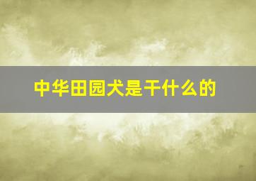 中华田园犬是干什么的