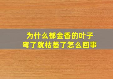 为什么郁金香的叶子弯了就枯萎了怎么回事