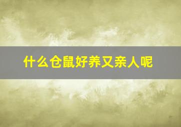 什么仓鼠好养又亲人呢