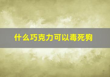 什么巧克力可以毒死狗