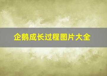 企鹅成长过程图片大全