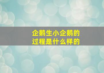 企鹅生小企鹅的过程是什么样的