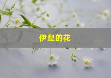 伊犁的花