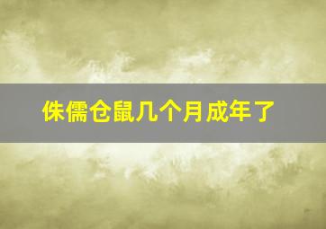 侏儒仓鼠几个月成年了