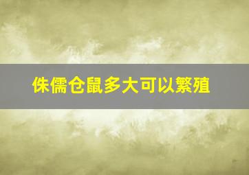 侏儒仓鼠多大可以繁殖