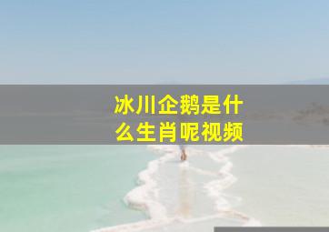 冰川企鹅是什么生肖呢视频