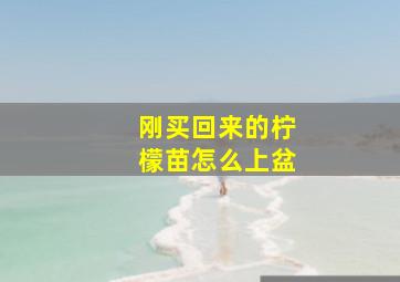 刚买回来的柠檬苗怎么上盆