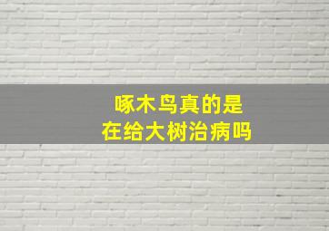 啄木鸟真的是在给大树治病吗