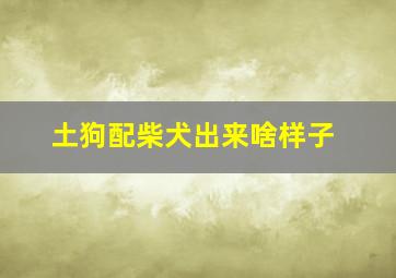 土狗配柴犬出来啥样子