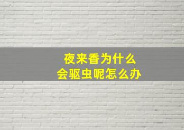 夜来香为什么会驱虫呢怎么办