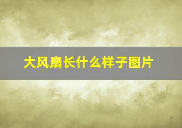 大风扇长什么样子图片