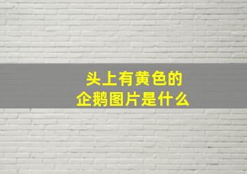 头上有黄色的企鹅图片是什么