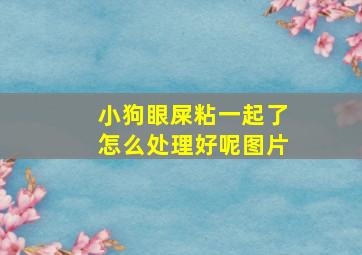 小狗眼屎粘一起了怎么处理好呢图片