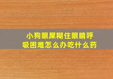 小狗眼屎糊住眼睛呼吸困难怎么办吃什么药