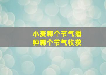 小麦哪个节气播种哪个节气收获