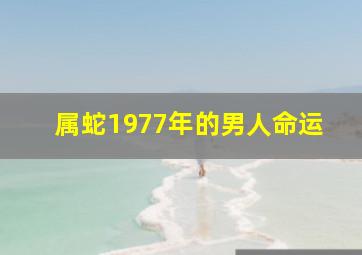 属蛇1977年的男人命运