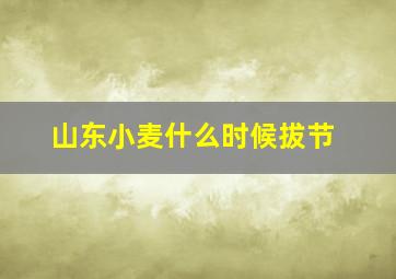 山东小麦什么时候拔节