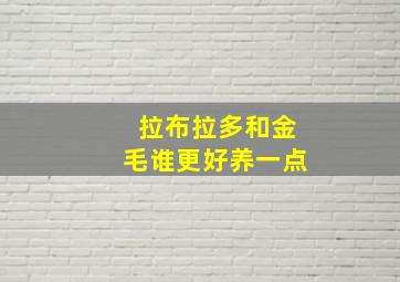 拉布拉多和金毛谁更好养一点