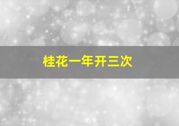 桂花一年开三次