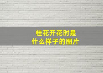 桂花开花时是什么样子的图片