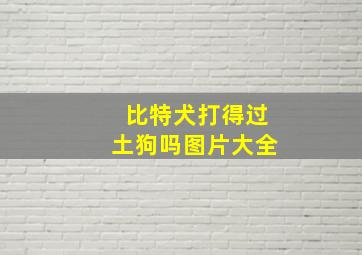 比特犬打得过土狗吗图片大全