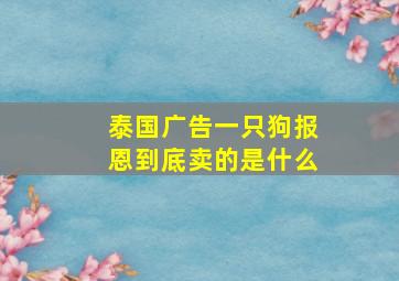 泰国广告一只狗报恩到底卖的是什么