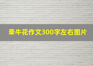 牵牛花作文300字左右图片