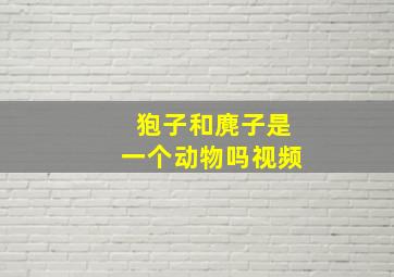 狍子和麂子是一个动物吗视频