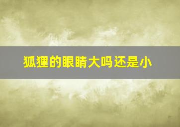 狐狸的眼睛大吗还是小