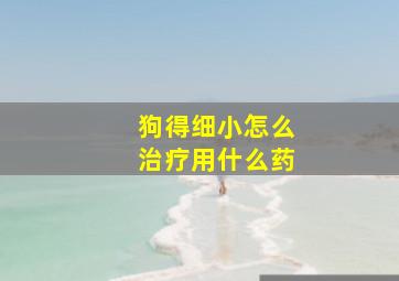 狗得细小怎么治疗用什么药