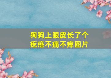 狗狗上眼皮长了个疙瘩不痛不痒图片