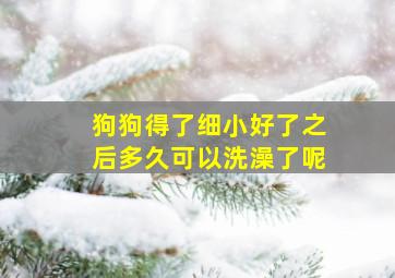 狗狗得了细小好了之后多久可以洗澡了呢