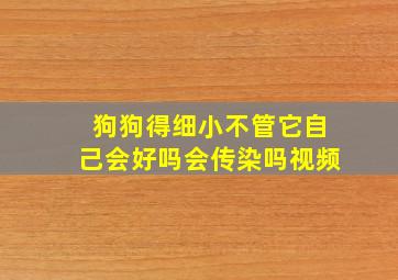 狗狗得细小不管它自己会好吗会传染吗视频