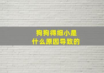 狗狗得细小是什么原因导致的