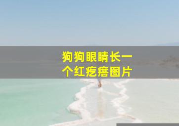 狗狗眼睛长一个红疙瘩图片