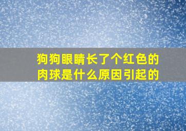 狗狗眼睛长了个红色的肉球是什么原因引起的