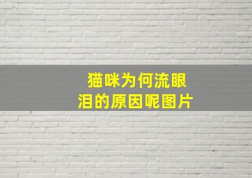 猫咪为何流眼泪的原因呢图片