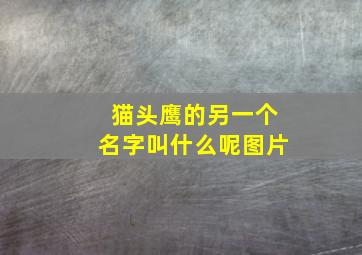 猫头鹰的另一个名字叫什么呢图片