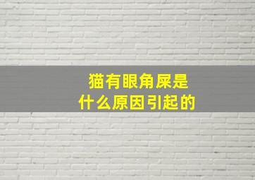 猫有眼角屎是什么原因引起的