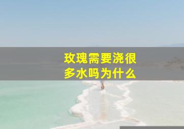 玫瑰需要浇很多水吗为什么