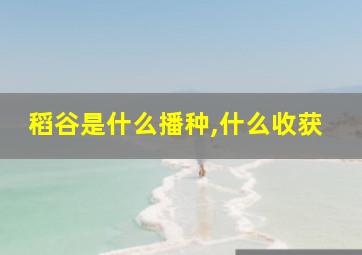 稻谷是什么播种,什么收获