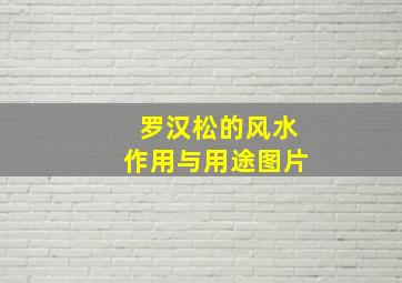 罗汉松的风水作用与用途图片