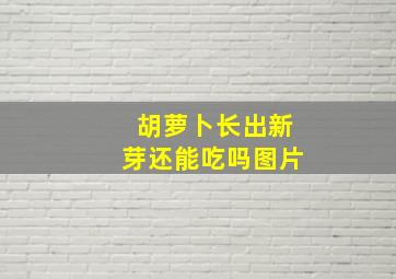 胡萝卜长出新芽还能吃吗图片