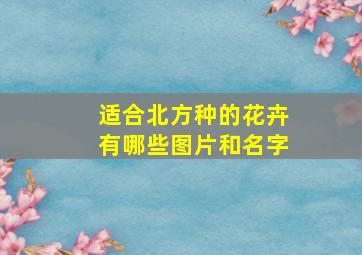 适合北方种的花卉有哪些图片和名字